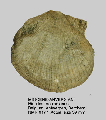 MIOCENE-ANVERSIAN Hinnites ercolanianus.jpg - MIOCENE-ANVERSIANHinnites ercolanianus(Cocconi,1873)